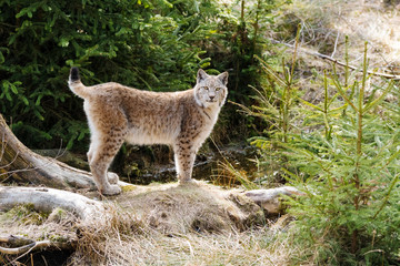 Luchs Merkmale