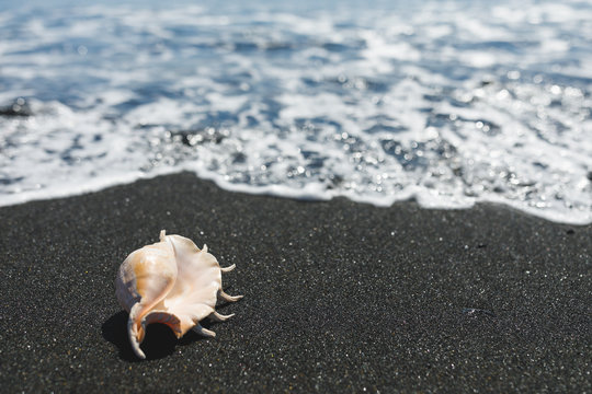 big seashell spider conch (lambis truncata) on black sand shore