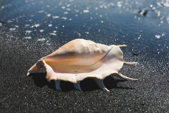 big seashell spider conch (lambis truncata) on black sand shore