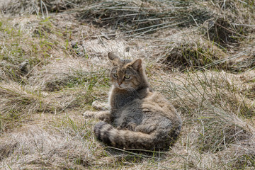 Wildkatze Merkmale