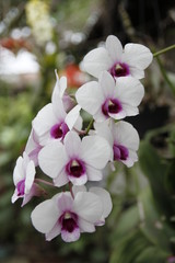 orchidee