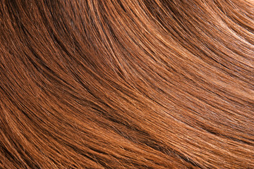 Healthy long female hair, closeup