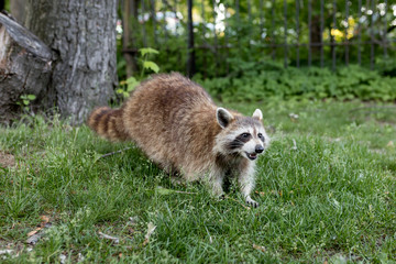Angry Raccoon