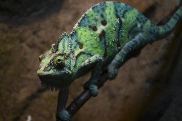 Kameleon © alchod