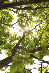 tree with green leaves