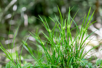 Typical vegetation in the forests of Mont Tremblant National Park, Canada