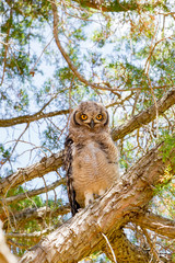 Immature owl standing on branch