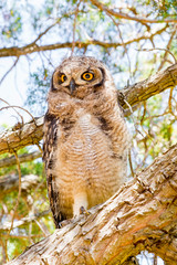 Immature owl standing on branch