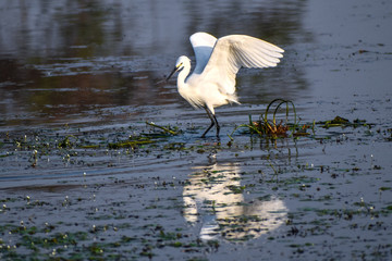 Little Egret, E is a species of small heron in the family. The genus name comes from the French Aigrette, 