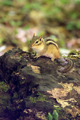 Adorable little chipmunk resting on a rotten tree trunk