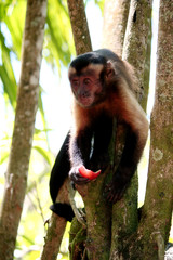 Singe capucin en train de manger une pomme
