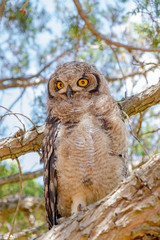 Immature owl standing on branch