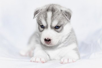 Cute siberian husky puppy sitting on white background