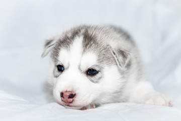 Cute siberian husky puppy sitting on white background