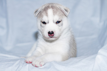 Cute siberian husky puppy sitting on white background