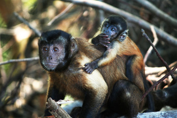 Singes capucin 