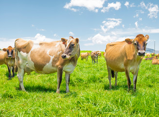 Jersey cows in a field in South Africa