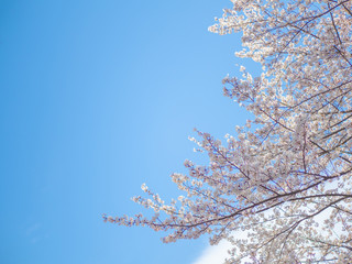 Obraz premium 青空の下で咲く桜