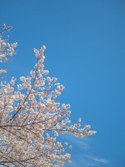 青空の下で咲く桜