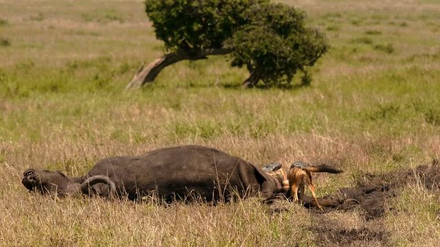 Black-backed jackals around dead cape buffalo