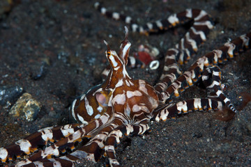 Obraz na płótnie Canvas Amazing underwater world - Wunderpus octopus - Wunderpus photogenicus. Diving and underwater photography. Tulamben, Bali, Indonesai.