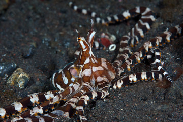 Amazing underwater world - Wunderpus octopus - Wunderpus photogenicus. Diving and underwater photography. Tulamben, Bali, Indonesai.