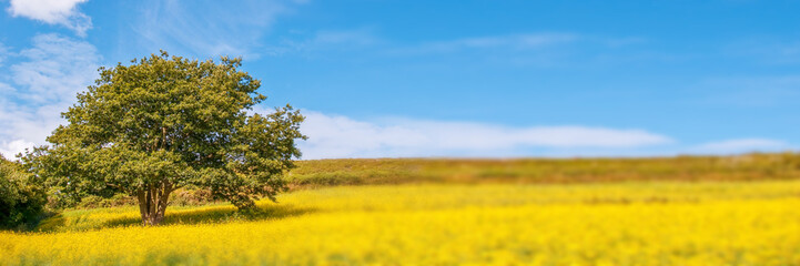Tree in a field of yellow rapeseed flowers, spring panoramic background with copy sapce