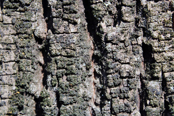 Corteccia rugosa