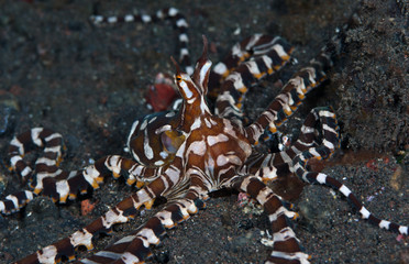 Amazing underwater world - Wunderpus octopus - Wunderpus photogenicus. Diving and underwater photography. Tulamben, Bali, Indonesai.