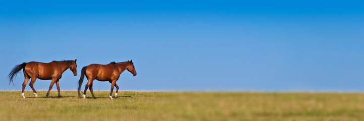 Two horses walking in a meadow, blue sky, panoramic background with copy space