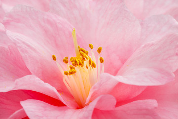 Fototapeta na wymiar Pink Camellia Flower. Pink Camellia Flower on Camellia Bush in the garden, close up. Camellia japonica 