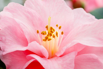 Fototapeta na wymiar Pink Camellia Flower. Pink Camellia Flower on Camellia Bush in the garden, close up. Camellia japonica 