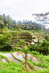 Rice plantations in Bali. View from above