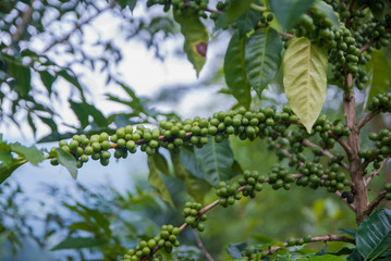 Coffee tree, Coffee tree from Thailand country