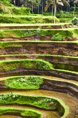 Rice plantations in Bali. View from above