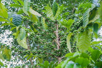 Coffee tree, Coffee tree from Thailand country