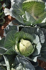  Arizona green cabbage ready for harvesting.