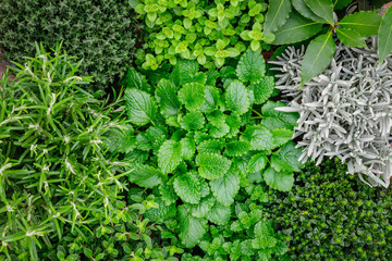 Herbal green plants, top view