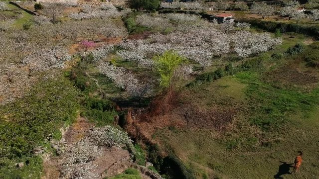 Valley of Jerte cherry trees in flower