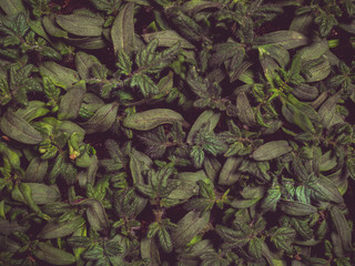 young tomato seedlings growing in sowing shell