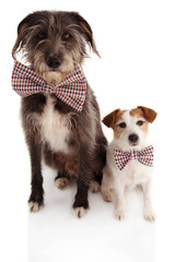 FUNNY TWO DOGS CELEBRATING A BIRTHDAY OR NEW YEAR WEARING A CHECKERED VINTAGE BOW TIE. ISOLATED ON WHITE BACKGROUND.