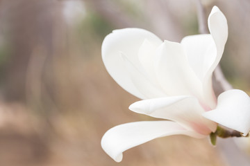 White magnolia flower.