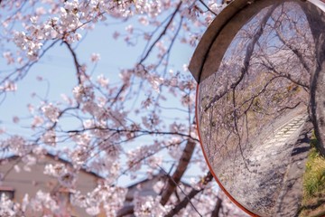 カーブミラーと桜