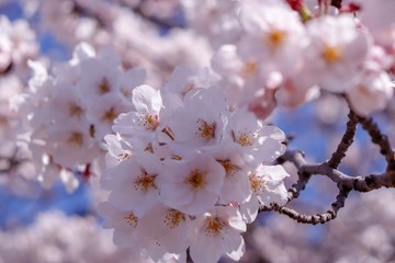 満開の桜