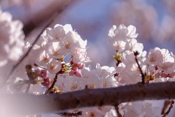Obraz premium 満開の桜