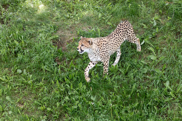 Cheetah