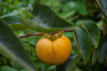 Persimmons tree, Persimmons tree from Thailand country