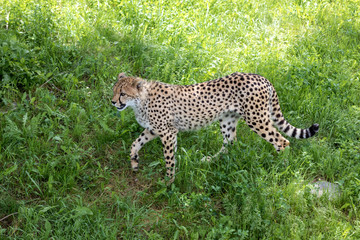 Cheetah walking gracefully