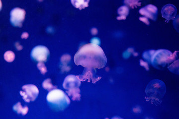 クラゲ © yu.k1983