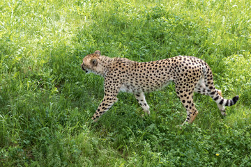 Cheetah walking gracefully